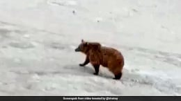 Officials Search For Bear That Attacked Female Hiker On Popular Alaska Trail