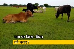 अब कांग्रेस का गोप्रेम जागा अब कांग्रेस का गोप्रेम जागा