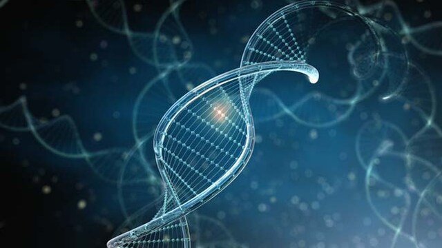 Metabolism is greatly influenced by our genetics