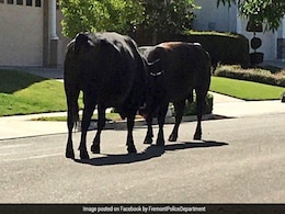 Watch: Fierce Bullfight On The Streets After Animals Escape Enclosure Watch: Fierce Bullfight On The Streets After Animals Escape Enclosure