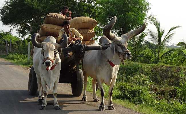 Animals Are "Legal Entity," Have Rights Of Living Person, Court Rules