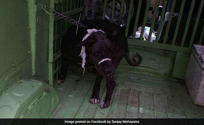 Burari Family's Dog Showing Signs Of Improvement: Activist