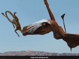 200 Million-Year-Old Pterosaur "Built For Flying" 200 Million-Year-Old Pterosaur "Built For Flying"