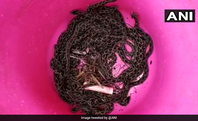 60 Russell's Viper Snakes Found In A School Kitchen In Maharashtra