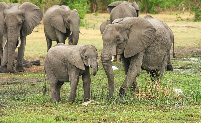 200 Elephants On 1000 Mile Journey In Diamond Producer's Wildlife Effort