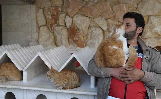 In War-Torn Syria's Aleppo, "Cat Man" Starts Rare Animal Clinic