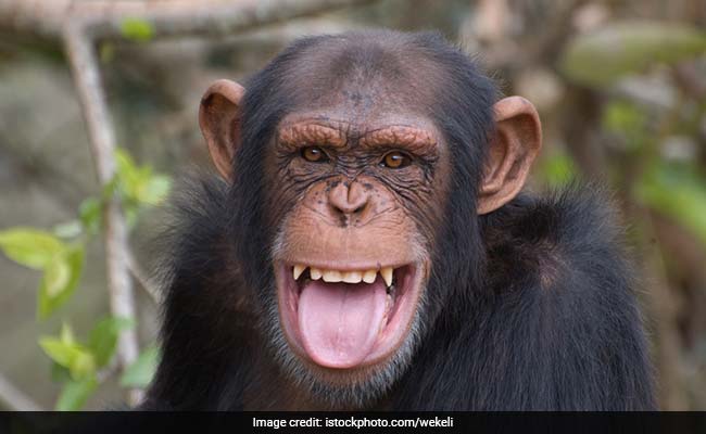 इंसानों से ज्यादा साफ-सुथरे बिस्तर पर सोते हैं ये जानवर