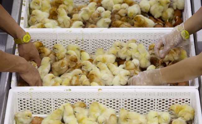 As China Overhauls Production, Chickens Need To Lay Billion Eggs A Day