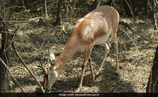Viral Video Shows People Feasting On Chinkara Meat In Jodhpur