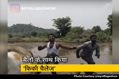 बैलों के साथ किया 'किकी चैलेंज', वीडियो हुआ वायरल बैलों के साथ किया 'किकी चैलेंज', वीडियो हुआ वायरल