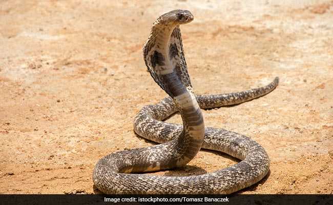 '<i>Naagin</i> Dance' With Cobra At Odisha Wedding Procession, 5 Detained