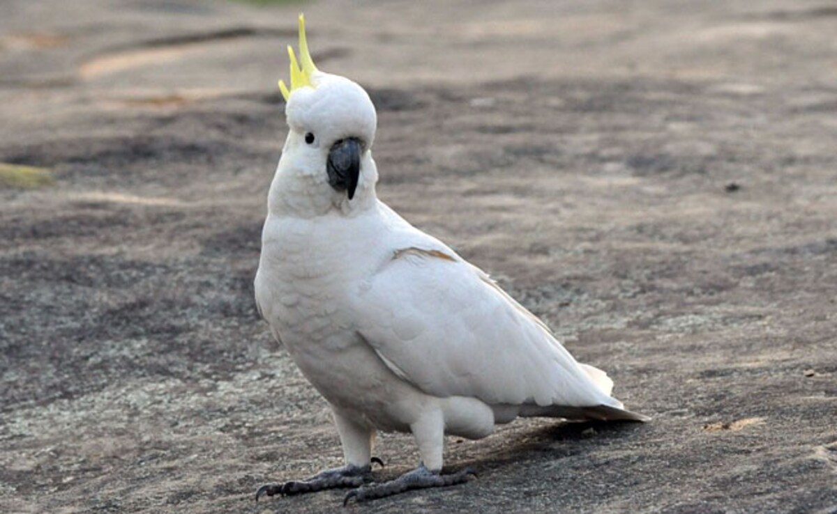 Hong Kong Scientist Works to Protect Endangered Cockatoos