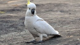 Hong Kong Scientist Puts Up Nest Boxes To Save Endangered Cockatoos
