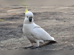 Hong Kong Scientist Puts Up Nest Boxes To Save Endangered Cockatoos