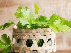 How To Store Fresh Coriander? 3 Expert Tips To Remember How To Store Fresh Coriander? 3 Expert Tips To Remember