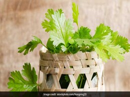 3 Ways To Add Coriander Leaves In Your Diet To Get Daily Dose Of Vitamin C 3 Ways To Add Coriander Leaves In Your Diet To Get Daily Dose Of Vitamin C