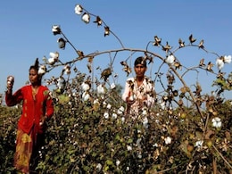 Weak Monsoon Delays Cotton, Soybean Sowing In India Weak Monsoon Delays Cotton, Soybean Sowing In India