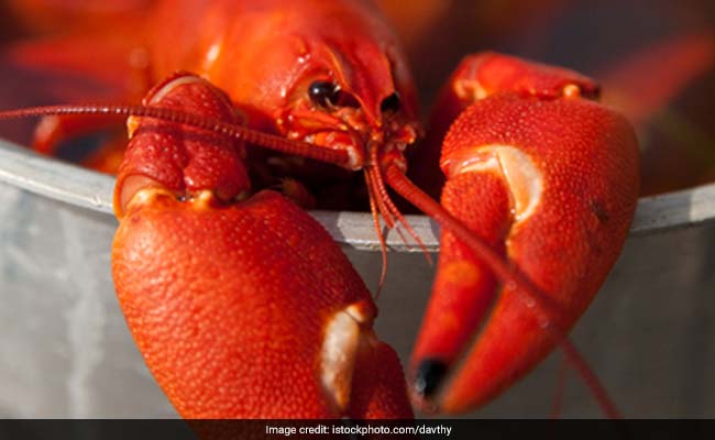 Crayfish Rips Off Claw To Escape Boiling Pot. Diner Films Shocking Moment