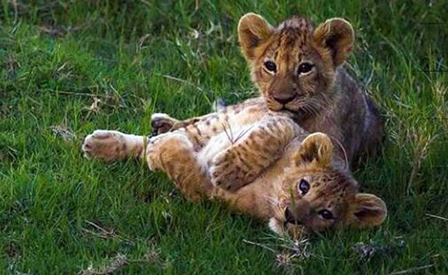 गुजरात के अमरेली में 15 दिनों से लापता हैं दो शावक, तलाश जारी