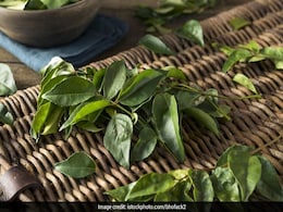 Curry Leaves: करी पत्तियां पेट और पाचन के लिए हैं असरदार, ब्लड शुगर के साथ डायबिटीज में भी शानदार - Study, जानें करी पत्तियों से बनने वाली रेसिपी! Curry Leaves: करी पत्तियां पेट और पाचन के लिए हैं असरदार, ब्लड शुगर के साथ डायबिटीज में भी शानदार - Study, जानें करी पत्तियों से बनने वाली रेसिपी!