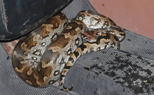 Delhi Man Finds Python Coiled Up On His Scooter, Panic Ensues