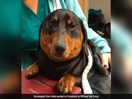 Dog Had "Blown Up Like A Balloon". Vets "Deflated" Him Dog Had "Blown Up Like A Balloon". Vets "Deflated" Him