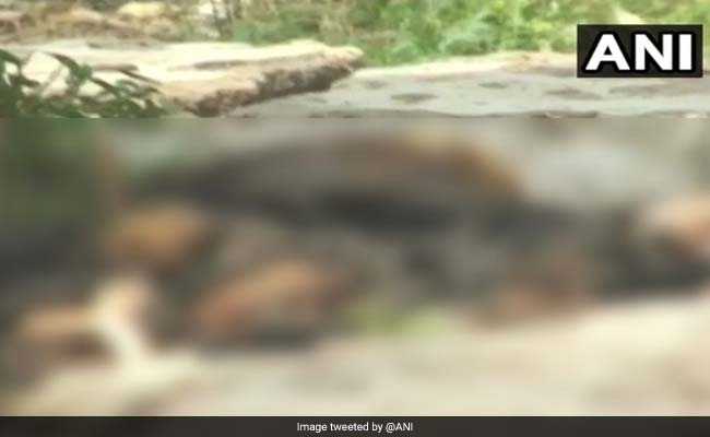 हिमाचल प्रदेश : नाहन में स्कूल के अंदर मरे मिले 18 चमगादड़, निपाह वायरस का खौफ