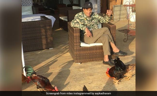 देसी मुर्गों के साथ यूं समय गुजारते नजर आए धर्मेंद्र, बोले- ये मेरे दोस्त हैं