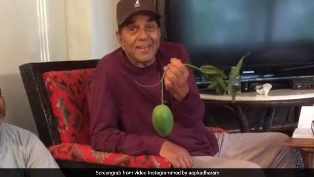 Dharmendra Adorably Talking About His Farm's Mangoes Will Make Your Day! (Watch Video)