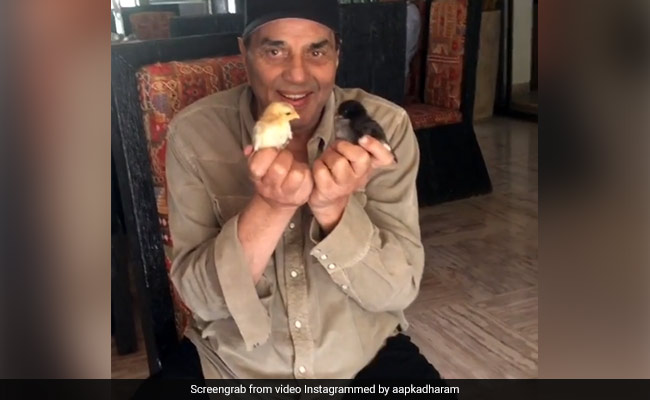 गायों को चारा खिलाने के बाद चूजों की चोंच लड़वाते दिखे धर्मेंद्र, कुछ ऐसे ले रहे फुरसत के लम्हों का मजा