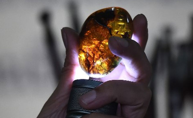 Dinosaur Amber In Conflict-Ridden North Is Myanmar's New Gold Mine