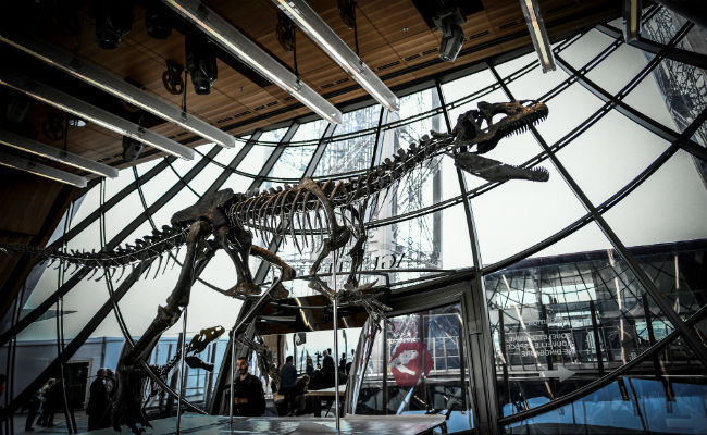 Dwarf Tyrannosaurus-Rex Dinosaurs Probably Did Not Exist: Study