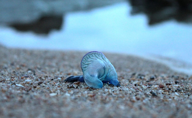Over 150 Injured In Blue Bottle Jellyfish Attacks At Mumbai Beaches