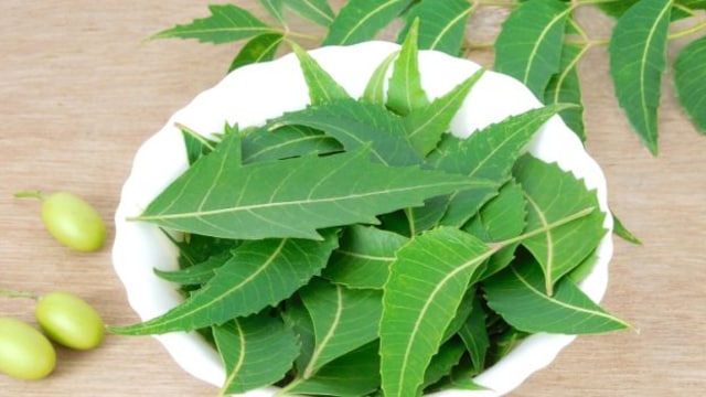 Neem can help you fight multiple health issues