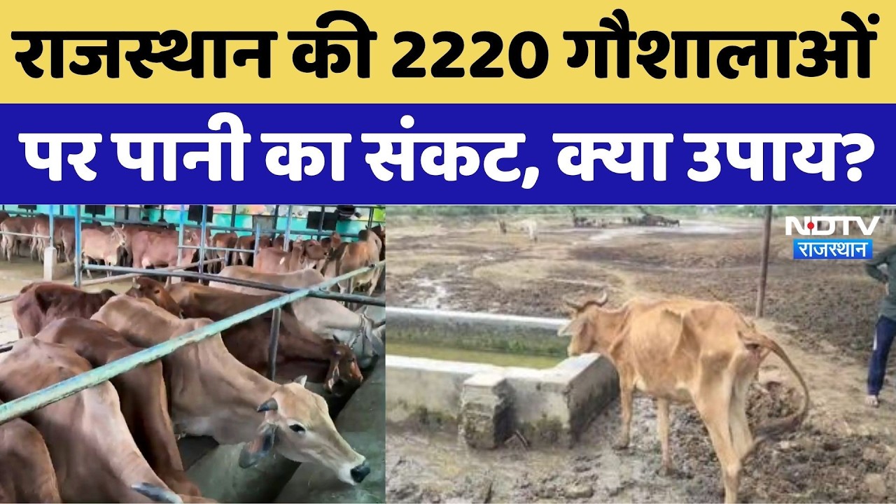 Rajasthan Gaushala Water Crisis: गौशालाओं पर पानी का संकट, क्या उपाय?। Animal Welfare। Water Supply