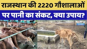 Rajasthan Gaushala Water Crisis: गौशालाओं पर पानी का संकट, क्या उपाय?। Animal Welfare। Water Supply
