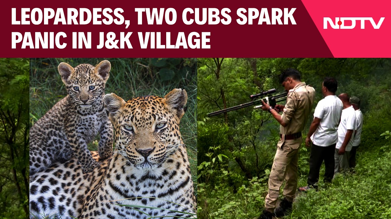 Leopardess, Two Cubs Trigger Panic In Jammu & Kashmir Village