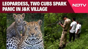 Leopardess, Two Cubs Trigger Panic In Jammu & Kashmir Village