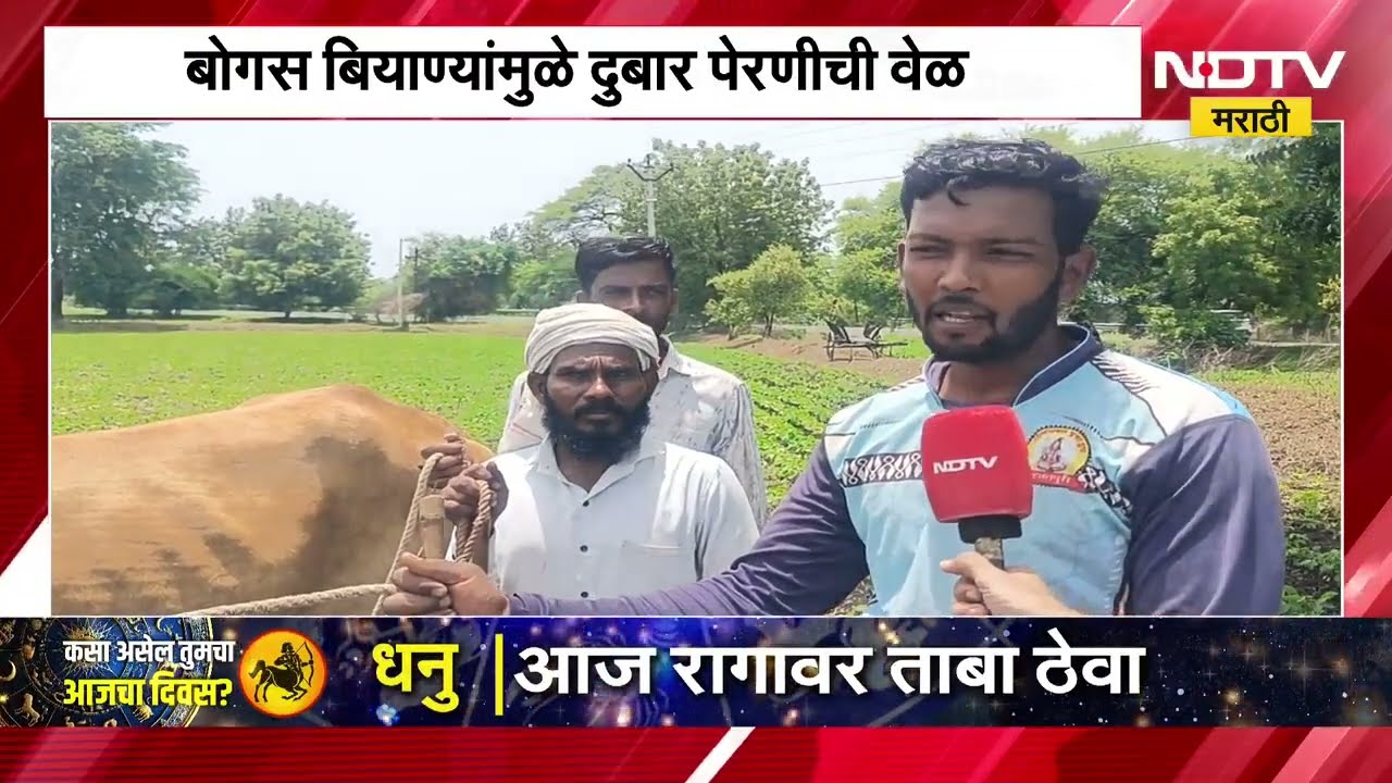 Monsoon Update | राज्यात पावसाची दडी, पिकांची नासाडी, बोगस बियाण्यांमुळे दुबार पेरणीची वेळ