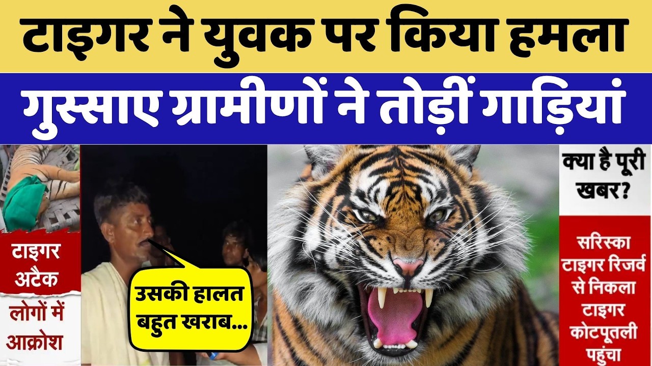 Sariska Tiger Attack: Kotputli  में युवक पर हमला | Viral Video | Breaking News