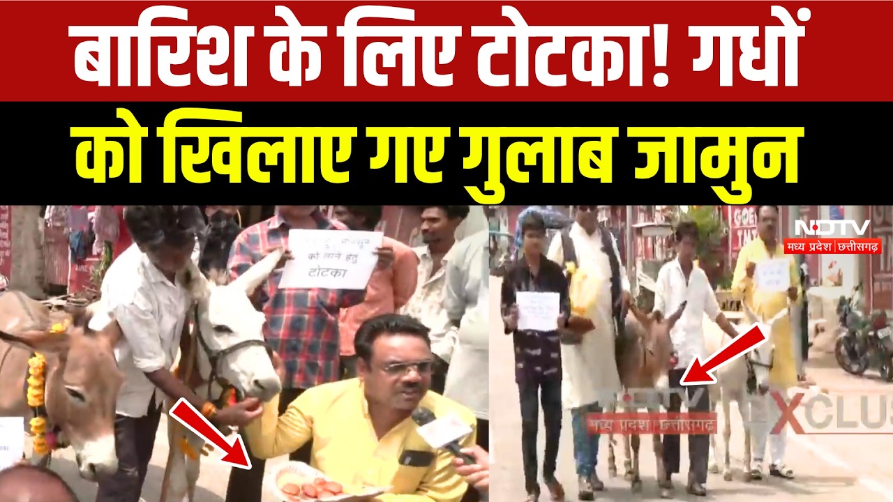 Donkeys Eating Gulab Jamun: रूठे Monsoon को मनाने के लिए Bhopal में गधों की दावत! Viral Video | MP