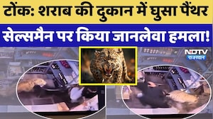 Tonk Panther Attack: Liquor shop में घुसा पैंथर | Viral Video | Breaking News | Top News