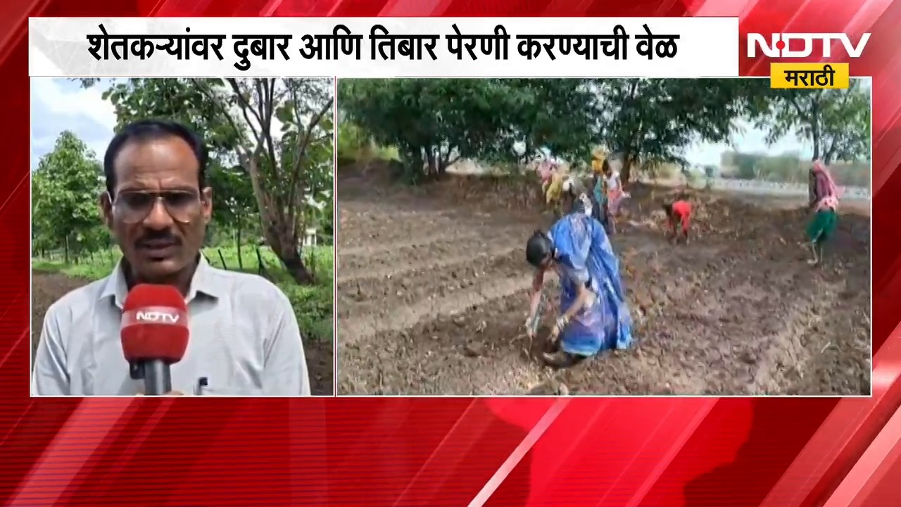 Wardha Rain | वर्ध्यात पावसाची दडी, शेतकऱ्यांवर तिबार पेरणी करण्याची वेळ | NDTV Marathi