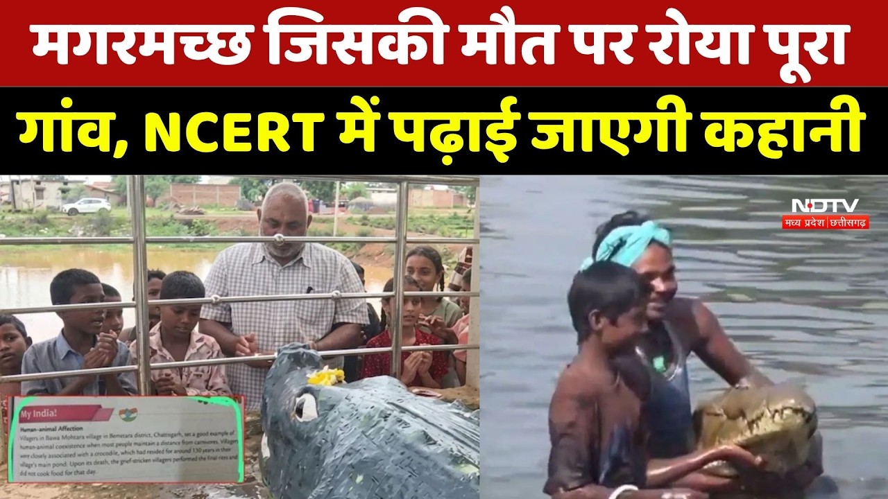Chhattisgarh Gangaram Crocodile: मगरमच्छ जिसकी मौत पर रोया पूरा गांव, NCERT में पढ़ाई जाएगी कहानी