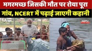 Chhattisgarh Gangaram Crocodile: मगरमच्छ जिसकी मौत पर रोया पूरा गांव, NCERT में पढ़ाई जाएगी कहानी