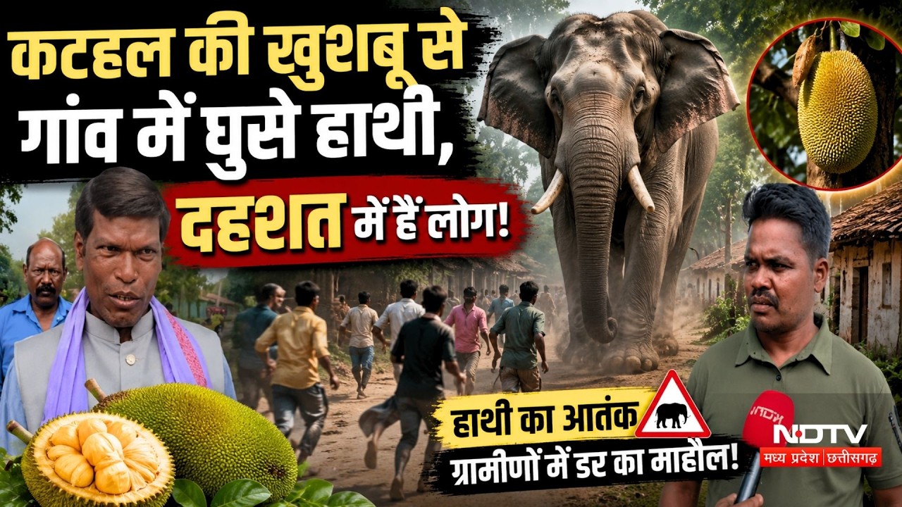 Jashpur Elephant Attack: कटहल की खुशबू से गांव में घुसे हाथी, दहशत में हैं लोग!