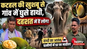 Jashpur Elephant Attack: कटहल की खुशबू से गांव में घुसे हाथी, दहशत में हैं लोग!