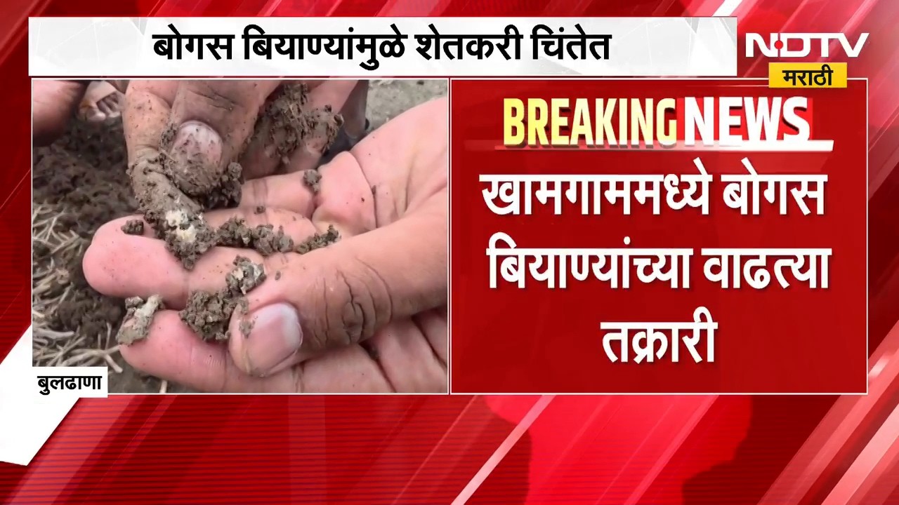 बोगस बियाण्यांमुळे शेतकऱ्यांना आर्थिक फटका, तक्रारीनंतर पंचनामे उशीर झाल्याने शेतकरी त्रस्त ।  NDTV