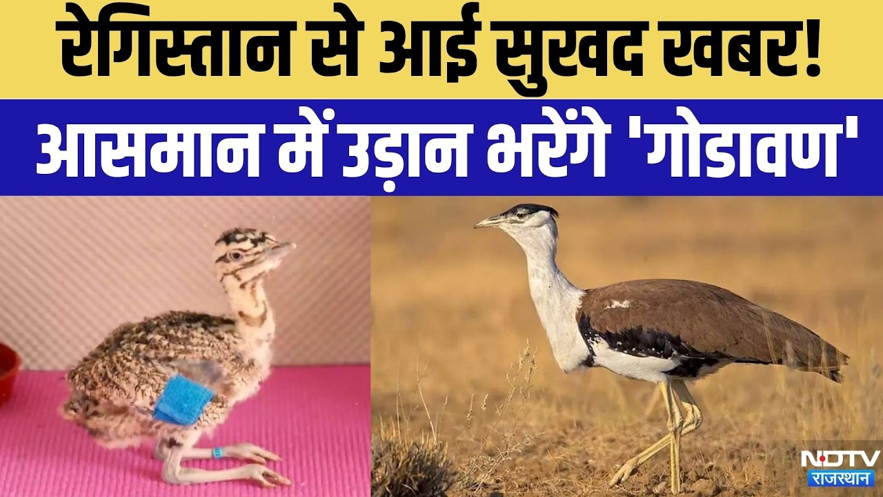 Save Godawan: आसमान में उड़ान भरेंगे 'गोडावण', Project GIB का दूसरा चरण शुरू | Top News |   Wildlife