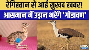 Save Godawan: आसमान में उड़ान भरेंगे 'गोडावण', Project GIB का दूसरा चरण शुरू | Top News |   Wildlife